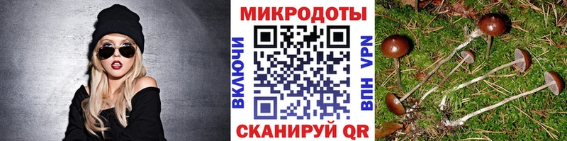 закладки  Лянтор  Псилоцибиновые грибы Psilocybe 